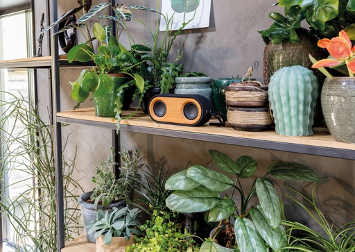 [XE-P328119] Bamboo Song - doppio speaker
